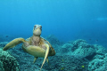   Hawaiian Green Sea Turtle shot taken Canon 7D 17mm EF 1740 f4L lens. picture was Honaunau City Refuge Big Island Hawaii. 17-40 17 40 lens Hawaii  